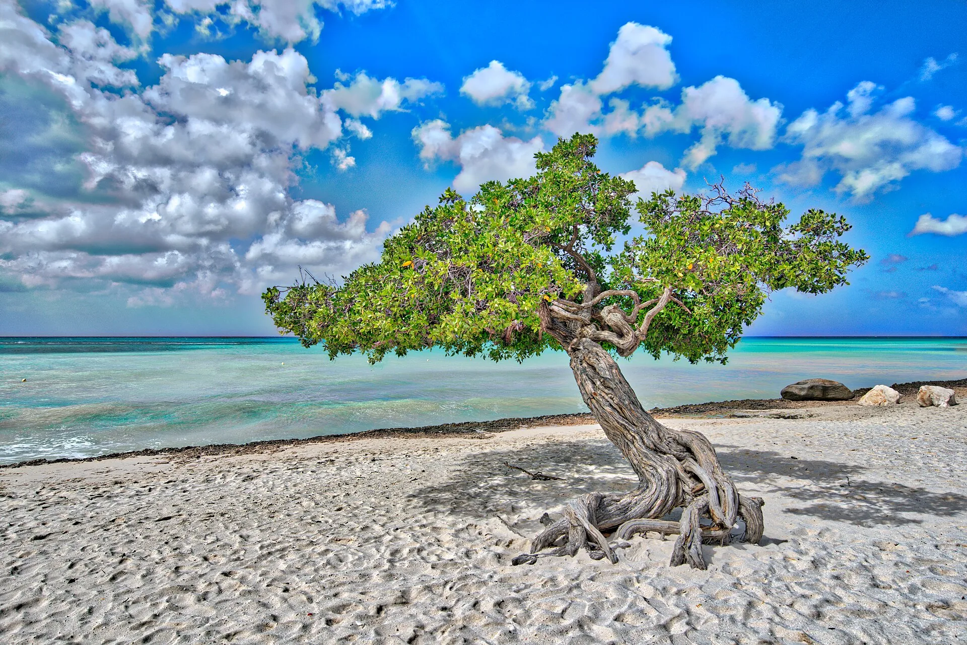 De Divi Divi-boom: hoe Aruba's iconische boom in de wind groeit