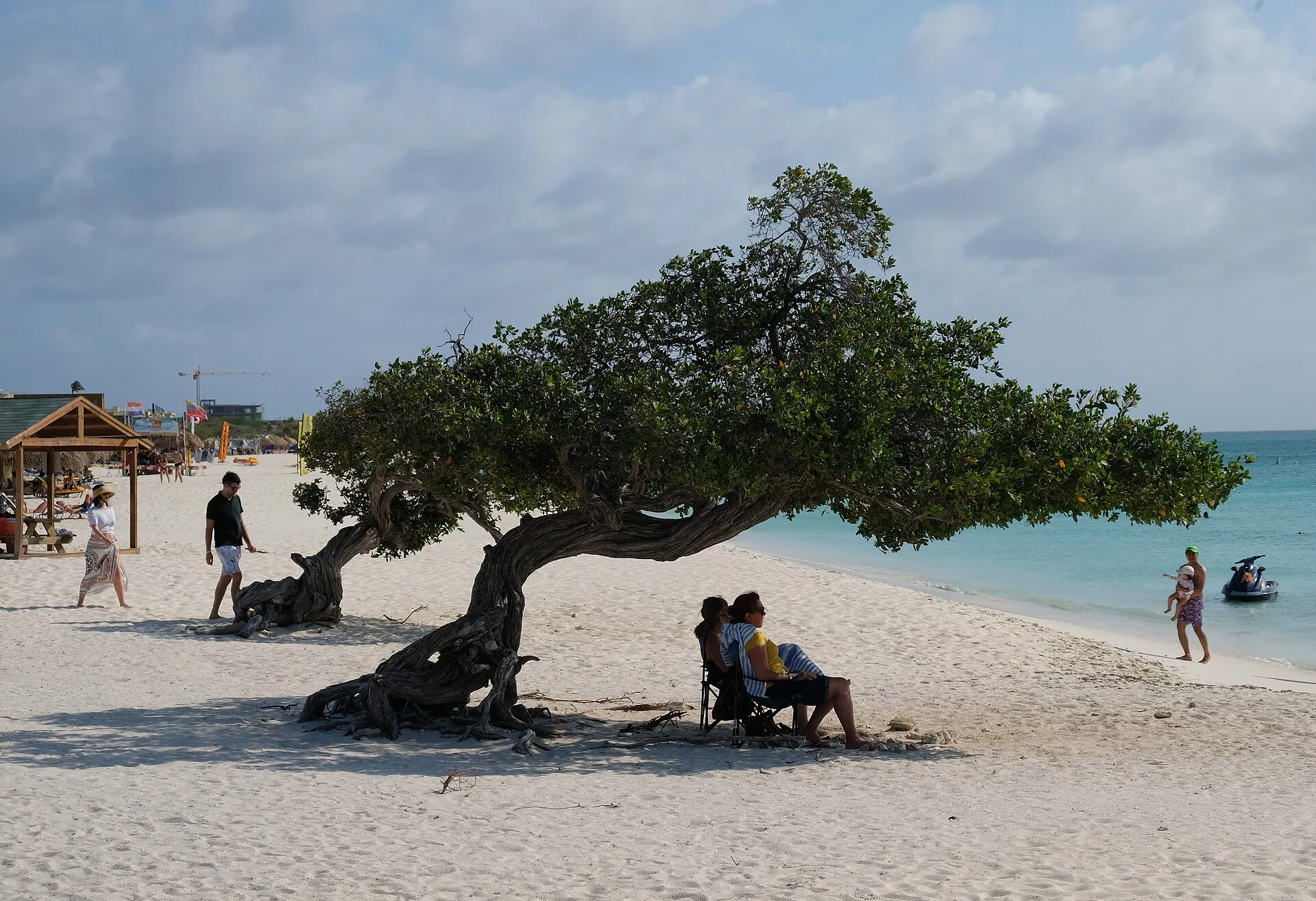 Buttonwood mangrove boom op Eagle Beach Aruba met witte zandstrook en turquoise zee op de achtergrond
