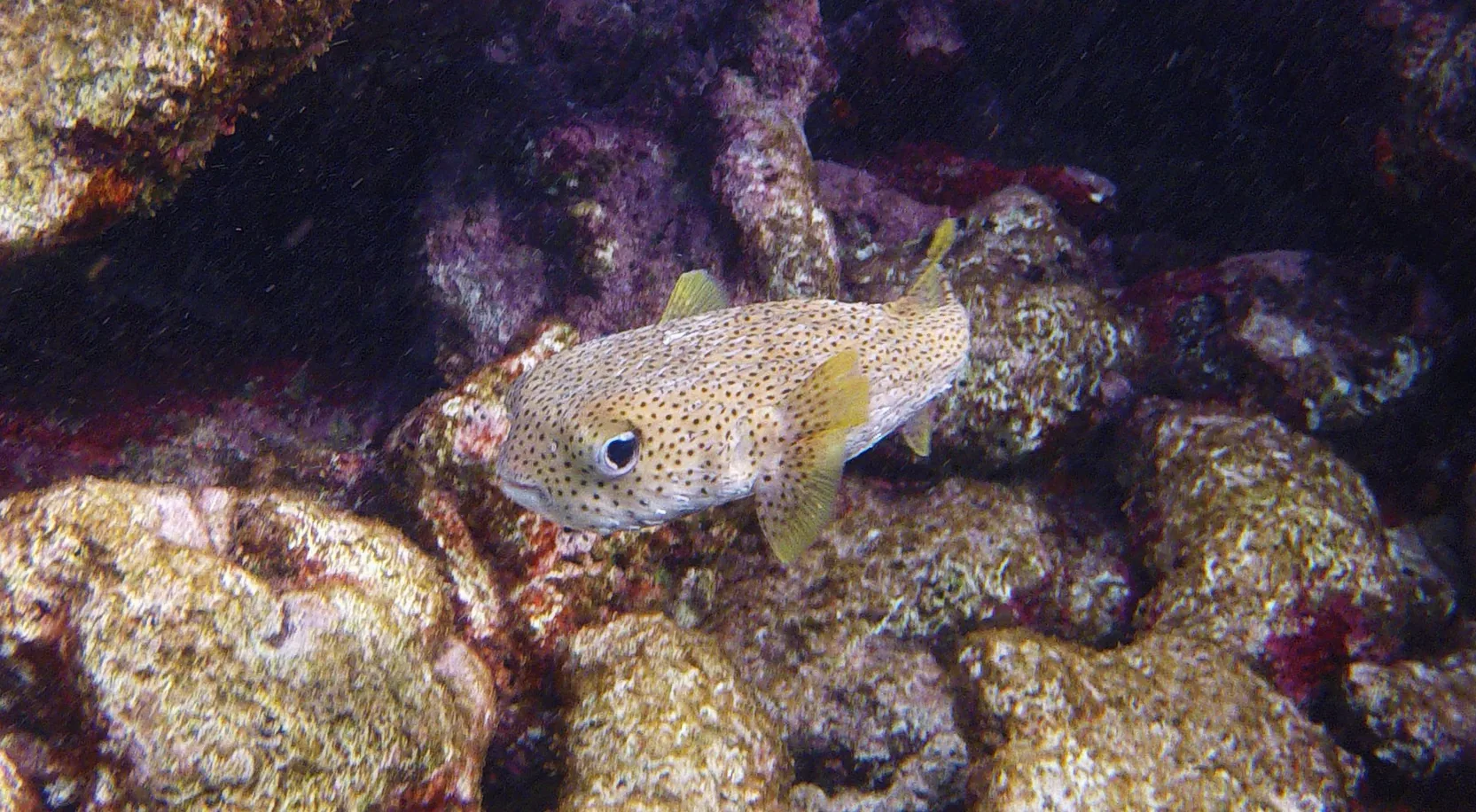 Het Bonaire Marine Park: waarom het hele eiland één reservaat is