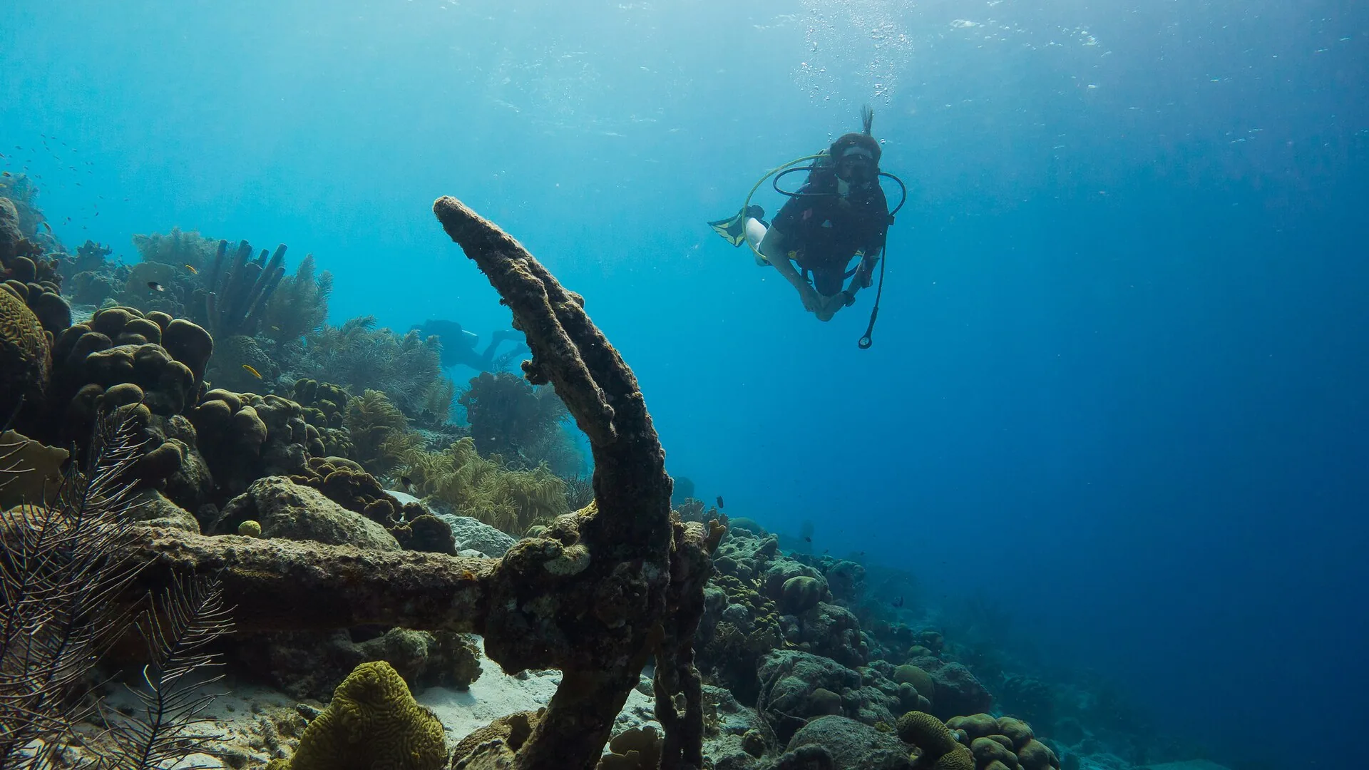 Duiker zwemt boven een oud anker op het koraalrif aan de westkust van Bonaire