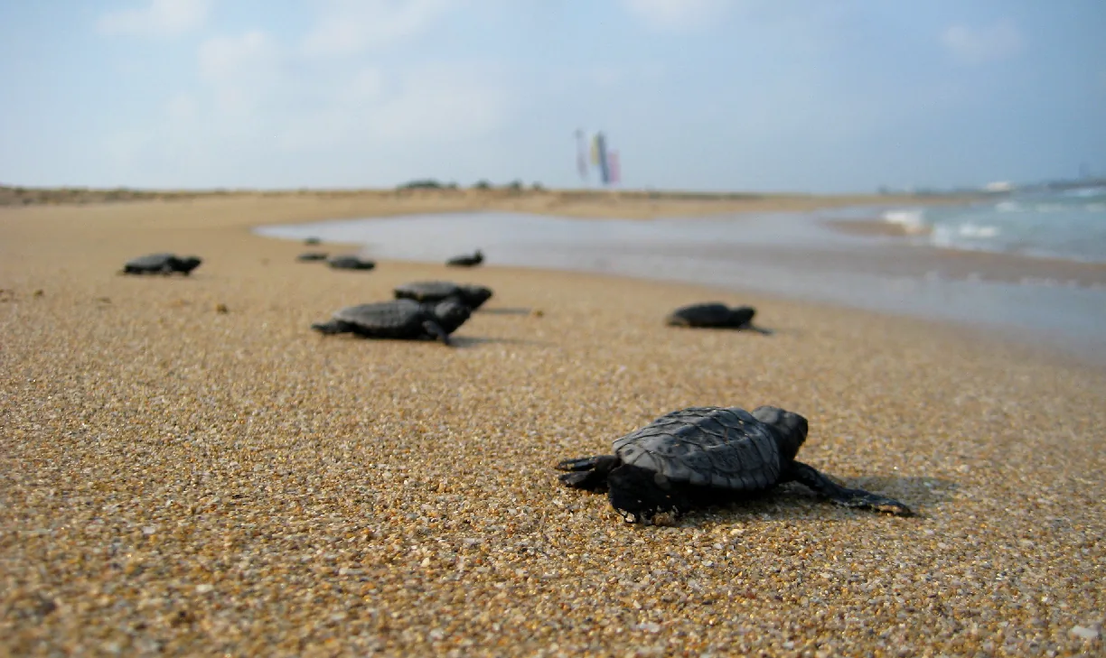 Zeeschildpadden op de Antillen: waar en wanneer ze nesten